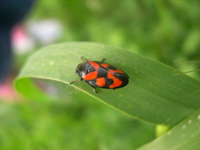 Cercopis vulnerata